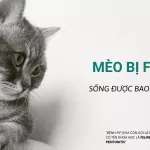 Loai meo bi FIP song duoc bao lau