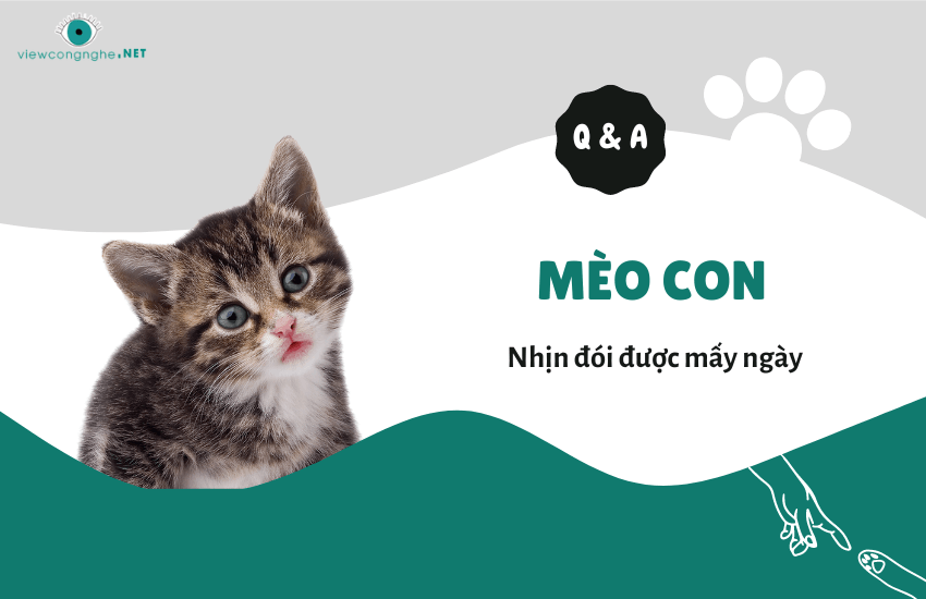 Nắm rõ thời gian mèo nhịn đói được bao lâu là an toàn