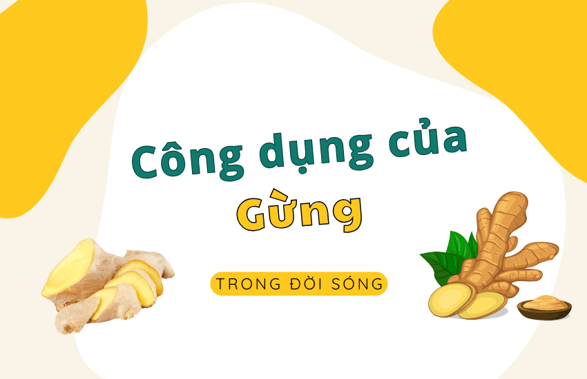 Cong dung cua gung trong doi song